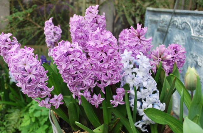 Hyacinths