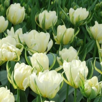 Tulips - Fosteriana