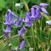 Bluebells (hyacinthoides Non-scripta) - the English Bluebell
