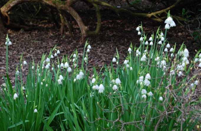 Leucojum