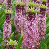 Eucomis