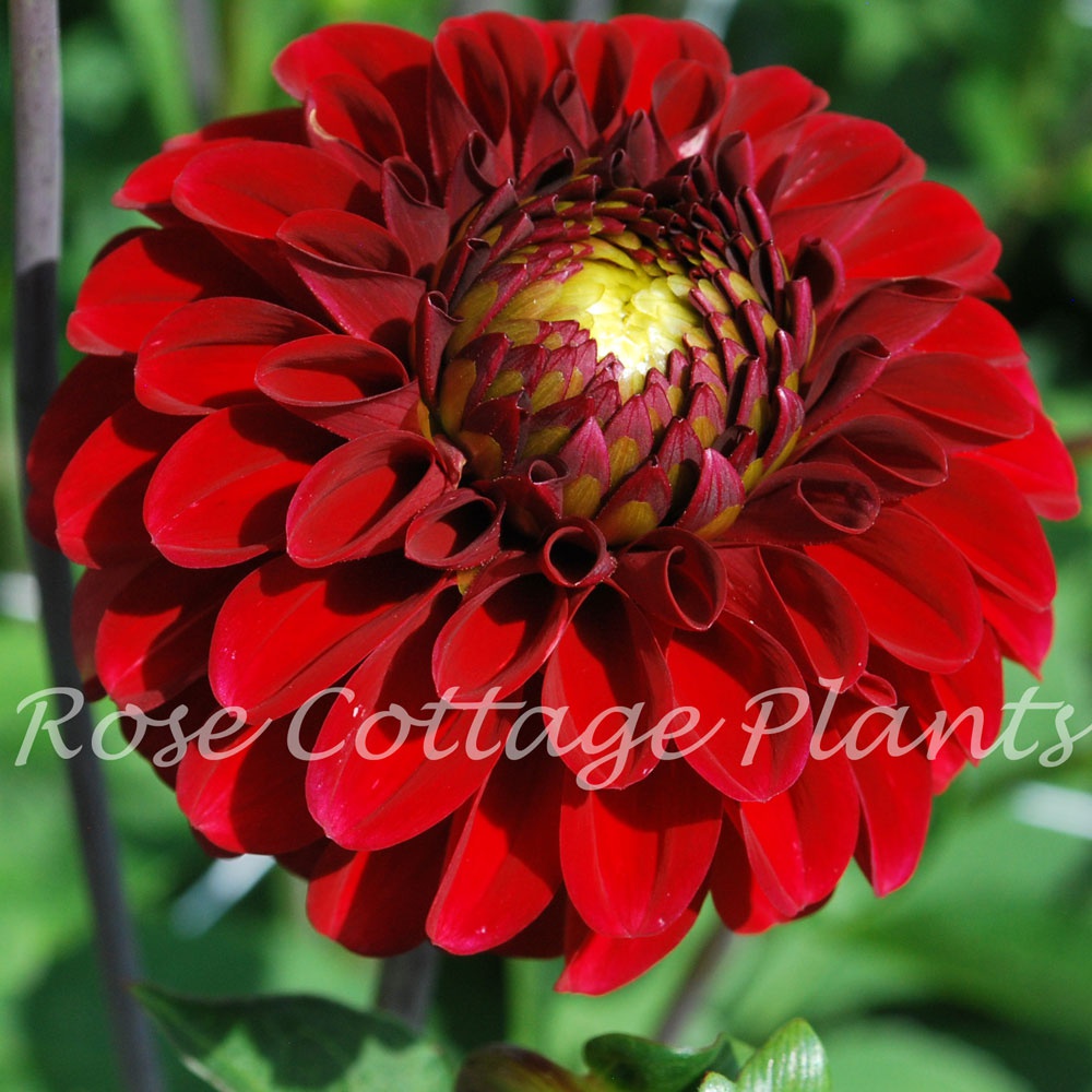 Dahlia Red Fox - Rose Cottage Plants