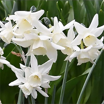 Narcissus triandrus 'Starlight Sensation' - Rose Cottage Plants