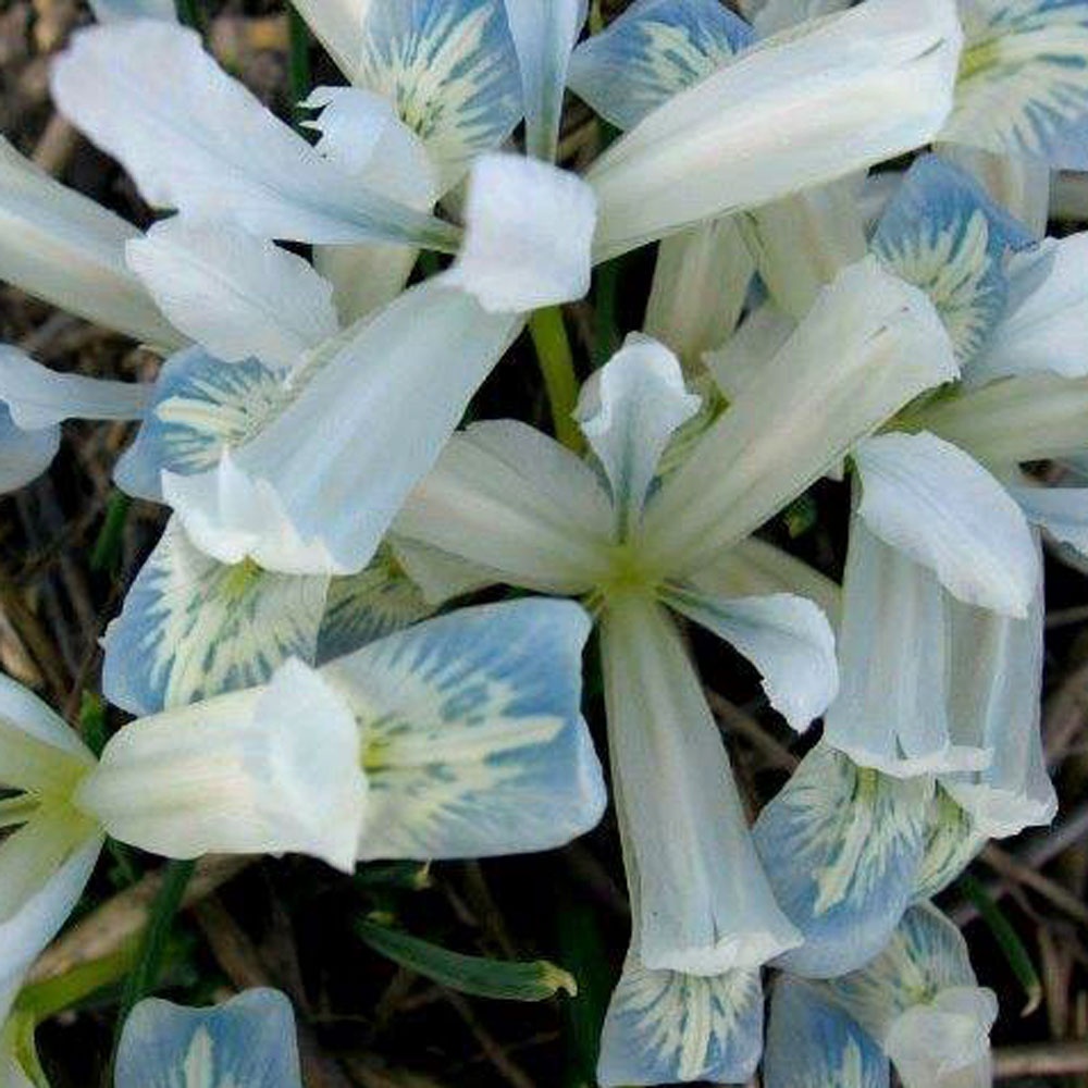Iris reticulata 'Frozen Planet' - Rose Cottage Plants