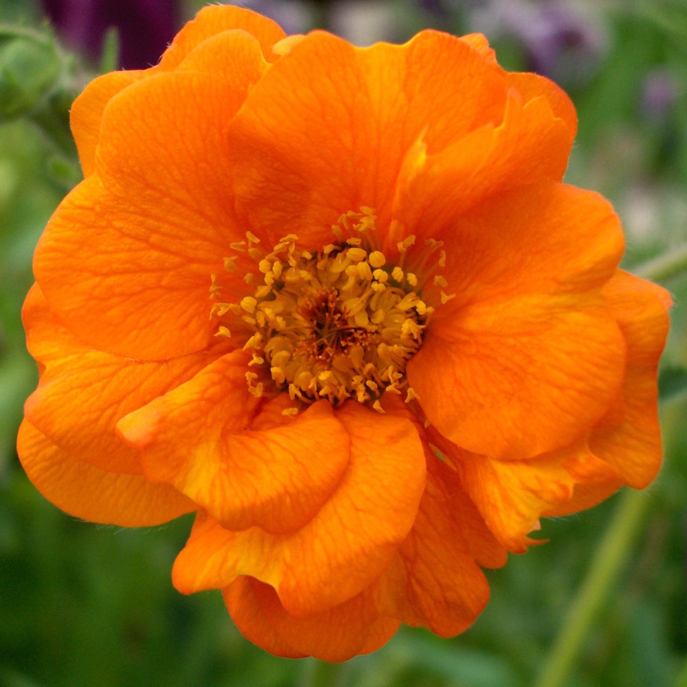 Geum 'Lady Clementine' Rose Cottage Plants