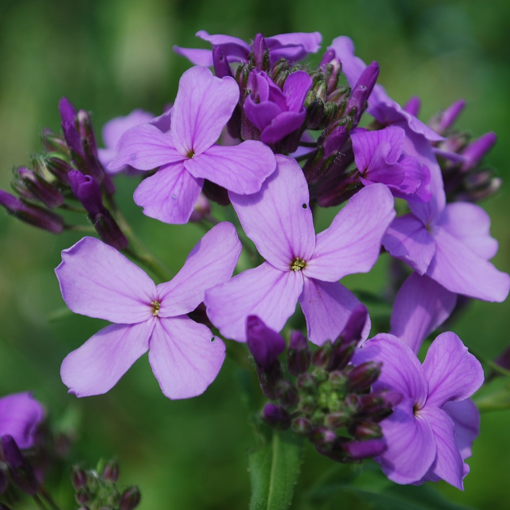 Hesperis matronalis - Rose Cottage Plants