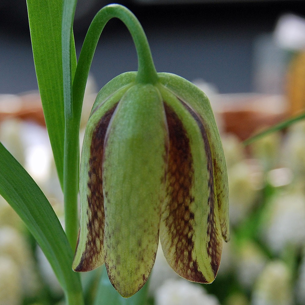 Fritillaria hermonis amana Rose Cottage Plants
