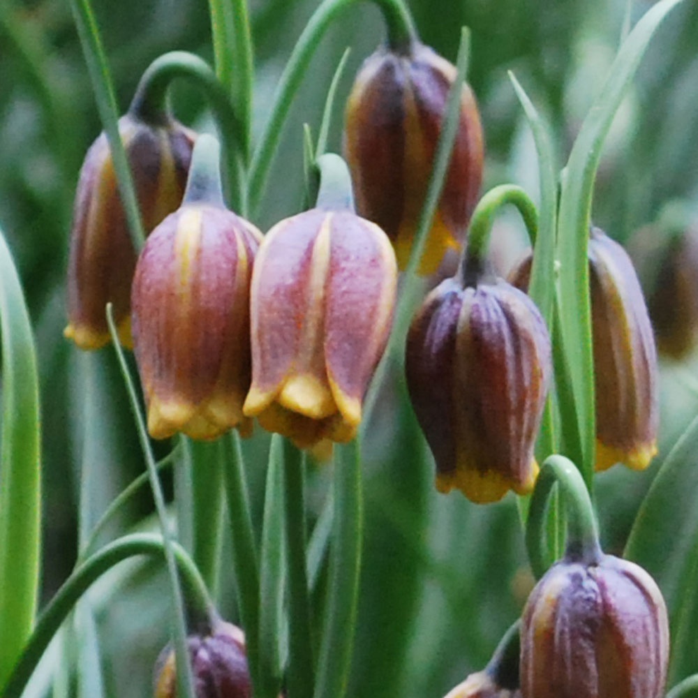 fritillaria