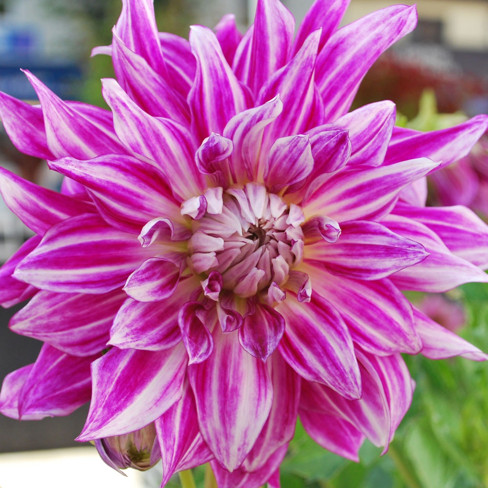 Dahlia 'Vancouver' Rose Cottage Plants