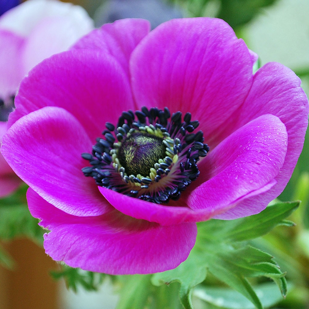 Anemone coronaria 'Sylphide' - Rose Cottage Plants