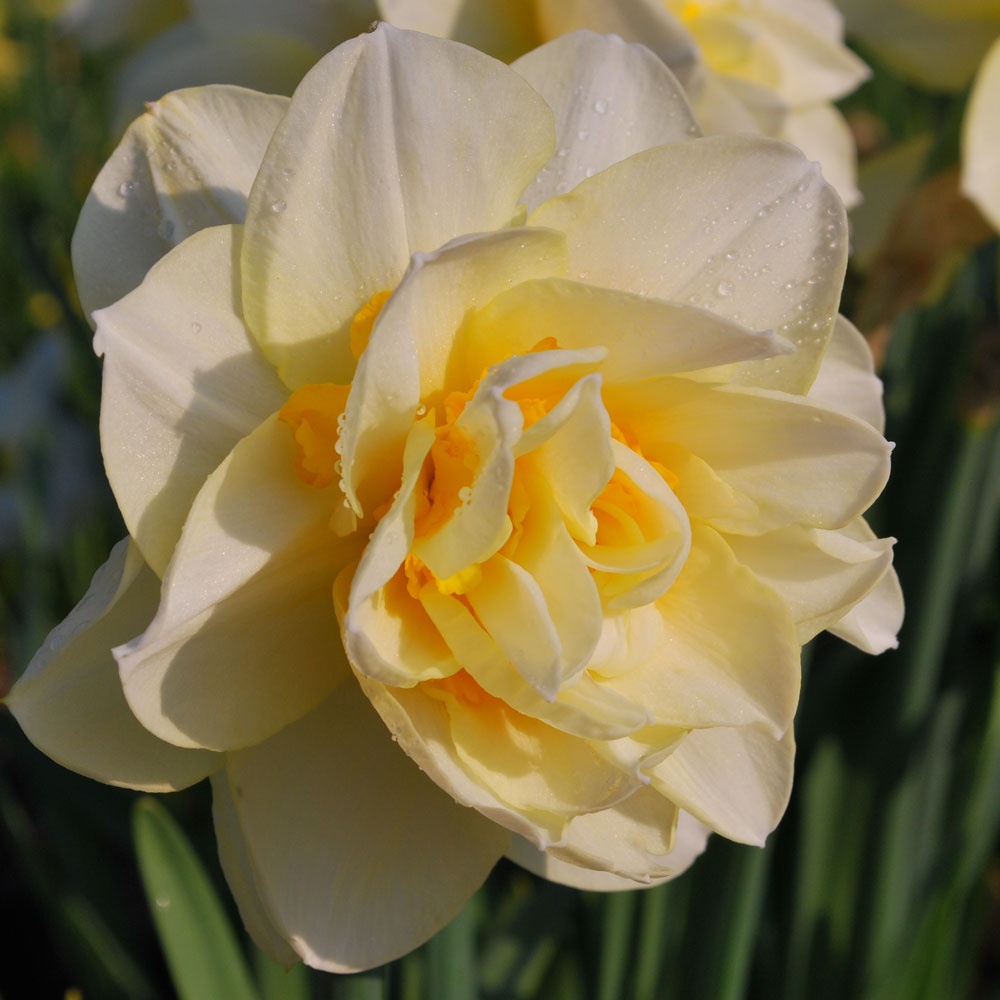 Narcissus 'Manly' AGM Rose Cottage Plants