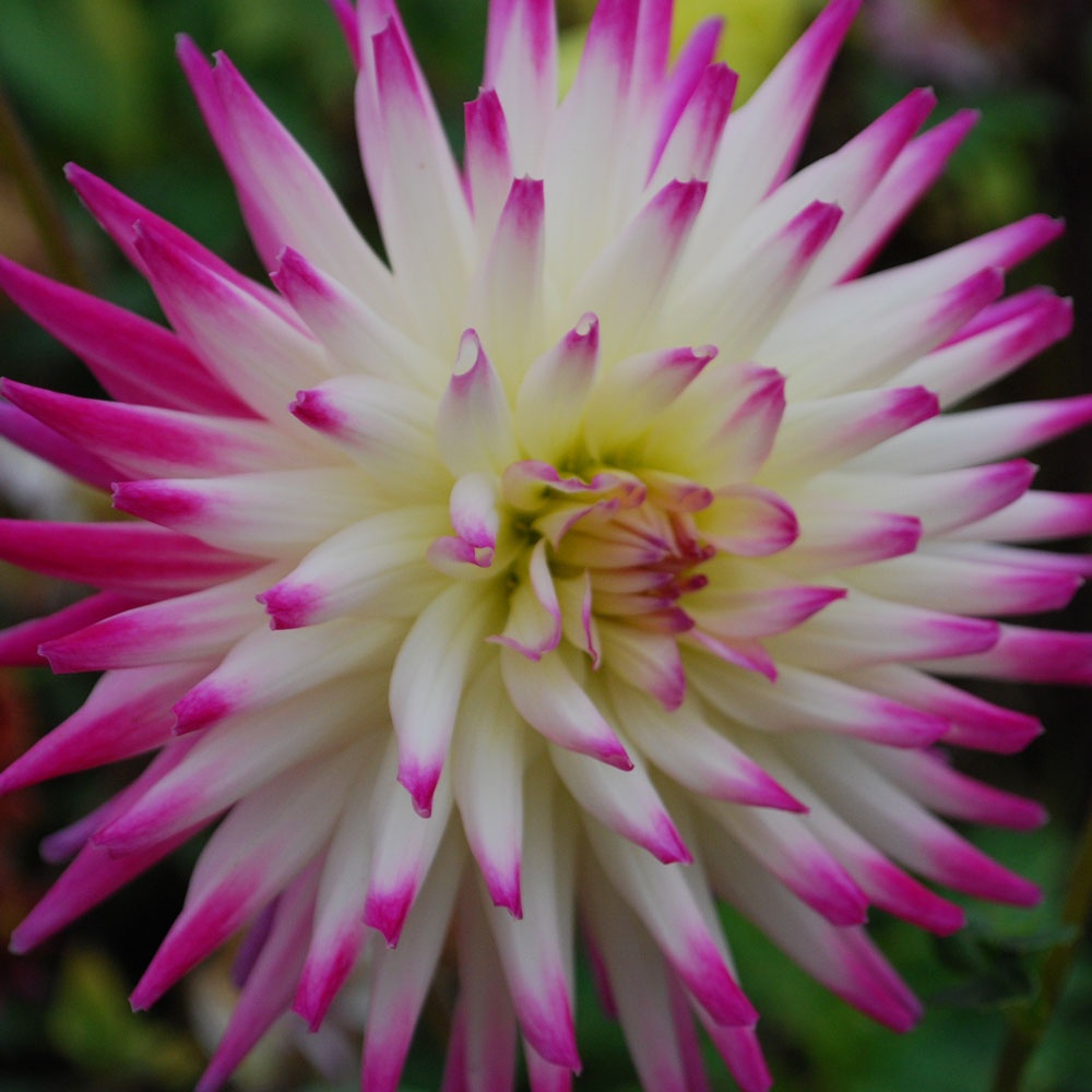 ruining dahlia by cr jane online free ruining dahlia by cr jane online free