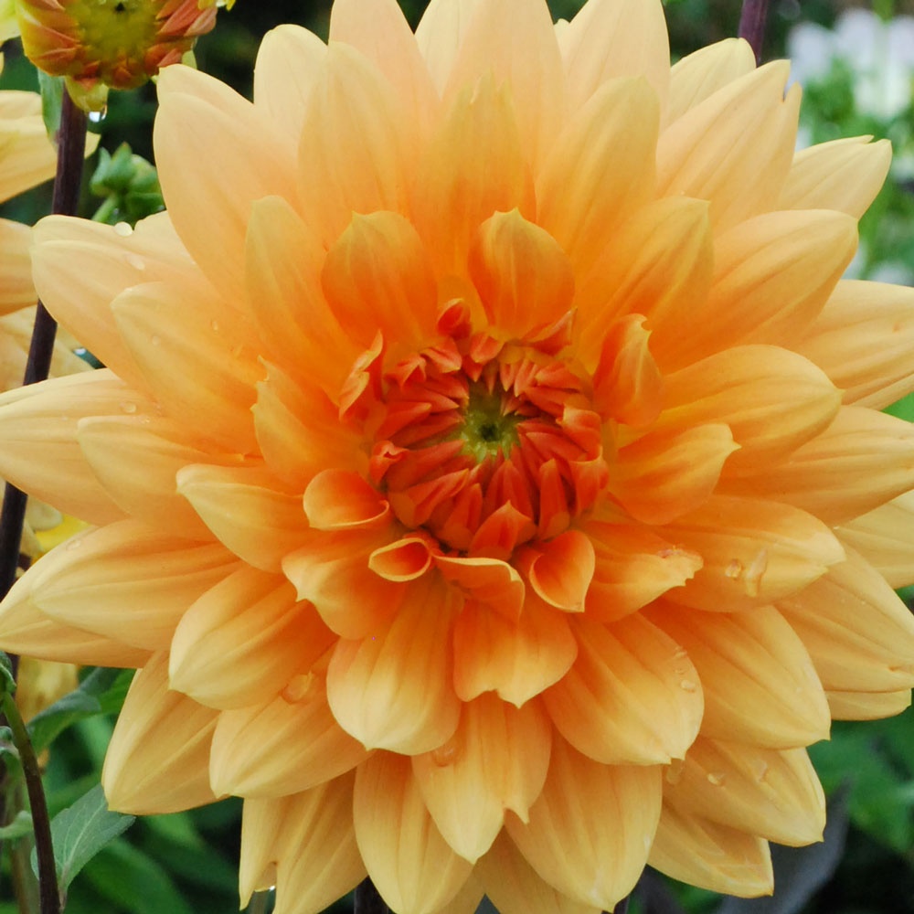 Dahlia 'Glorie van Noordwijk' - Rose Cottage Plants