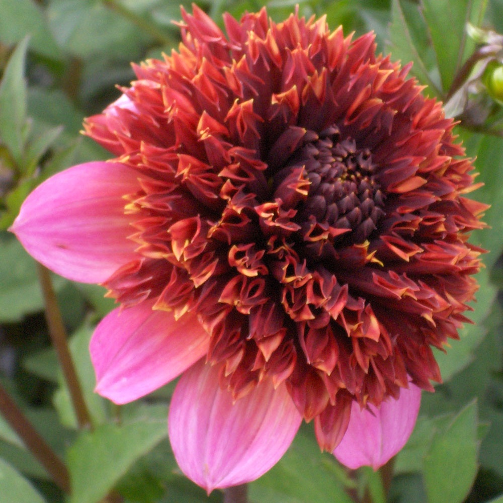 Dahlia 'The Phantom' Rose Cottage Plants