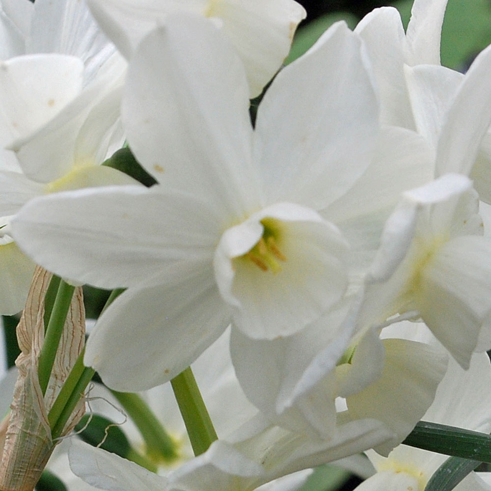 Narcissus 'Petrel' - Rose Cottage Plants