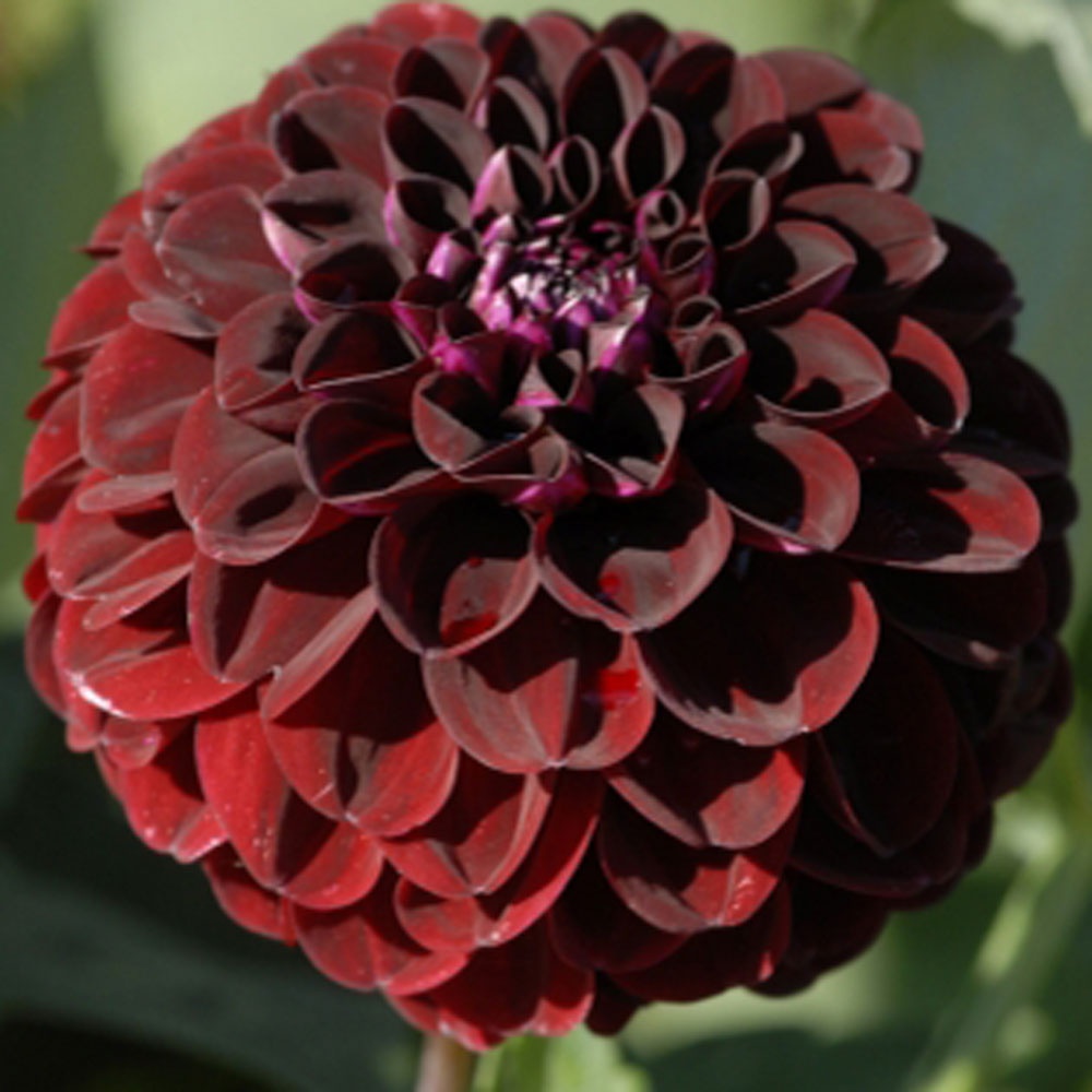 Dahlia 'Night Queen' - Rose Cottage Plants