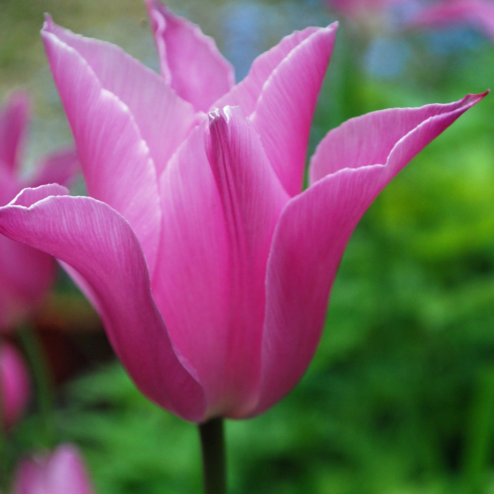 Tulipa 'China Pink' AGM Rose Cottage Plants
