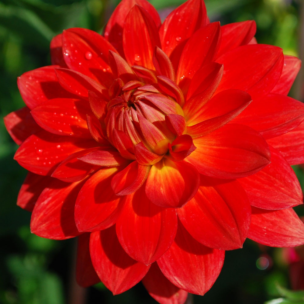 Dahlia ‘Taratahi Ruby’ - Rose Cottage Plants