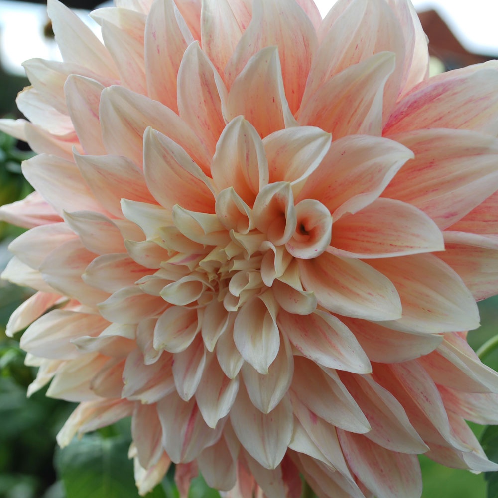 Dahlia ‘Ice Cube’ - Rose Cottage Plants