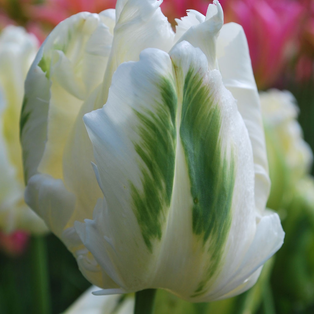 Tulipa ‘White Parrot’ - Rose Cottage Plants