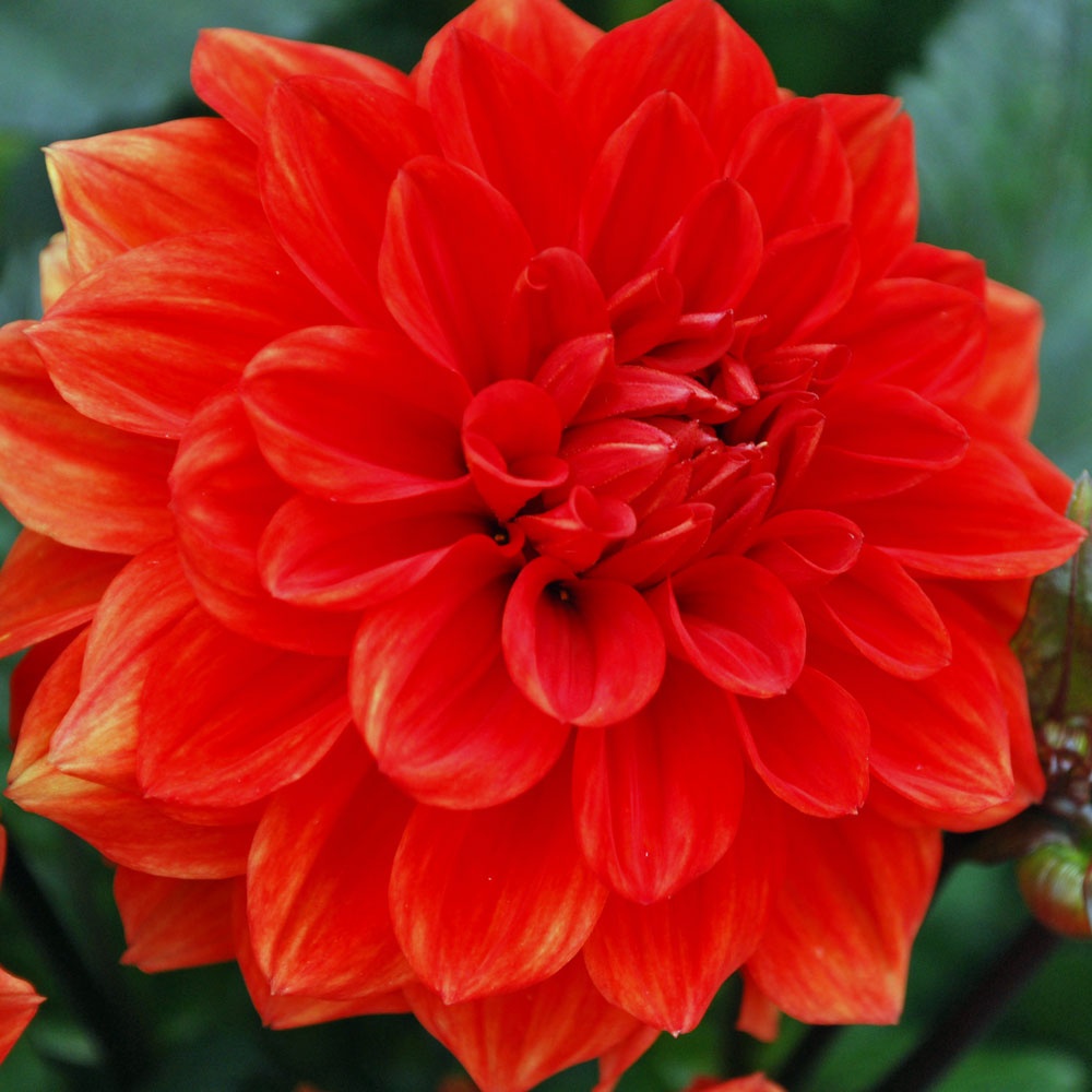 Dahlia ‘Ellen Huston’ AGM - Rose Cottage Plants