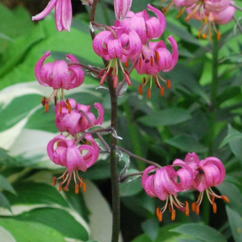 Lilium martagon AGM Rose Cottage Plants