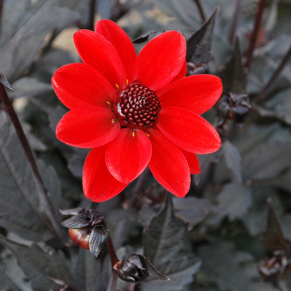 Dahlia 'Pulp Fiction' - Rose Cottage Plants