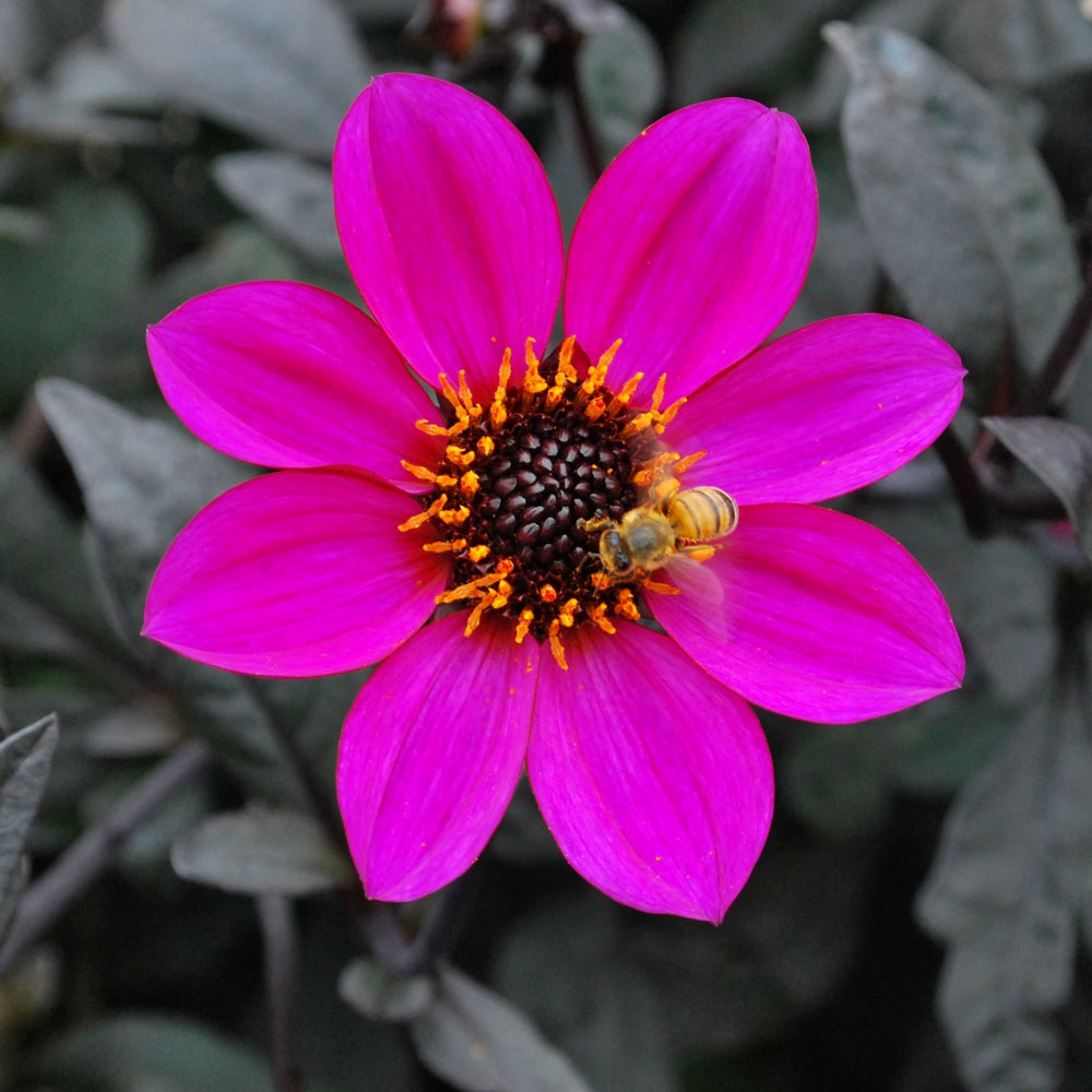 Dahlia 'Happy Days Purple' Rose Cottage Plants