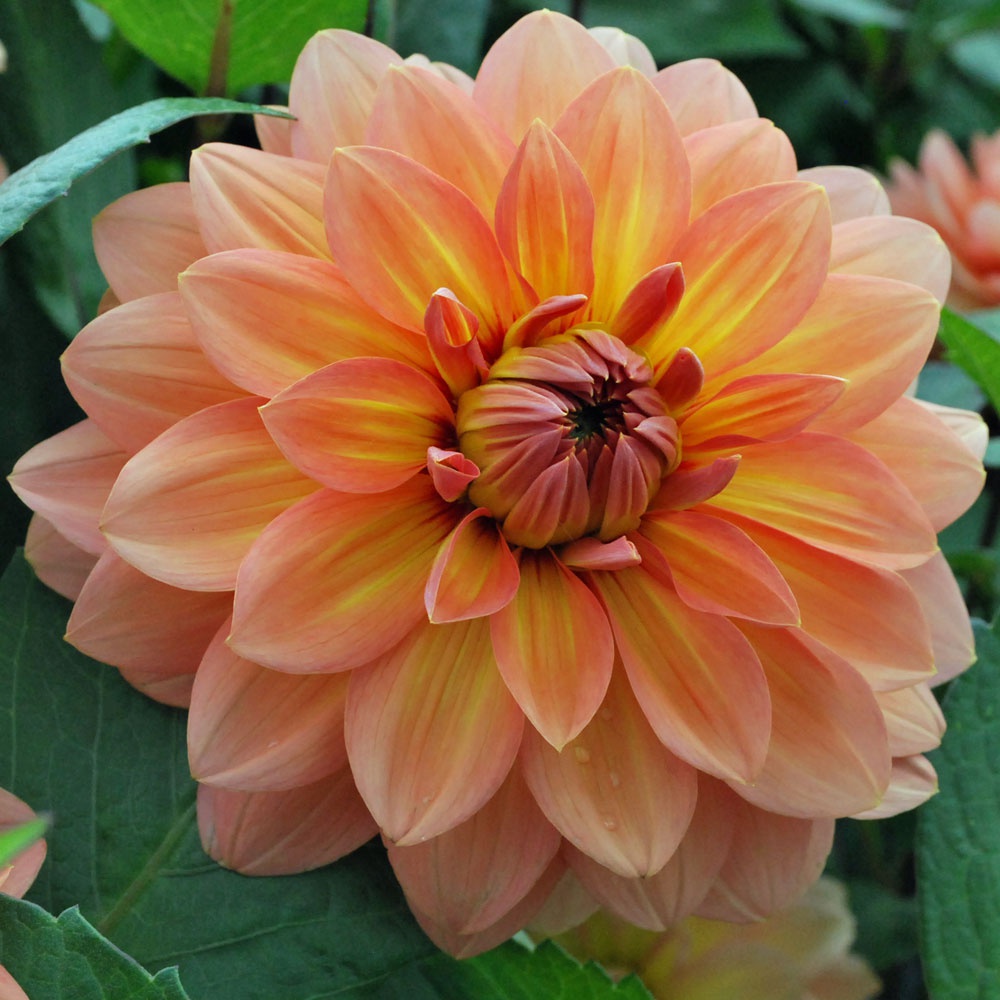 Dahlia 'Nicholas' - Rose Cottage Plants