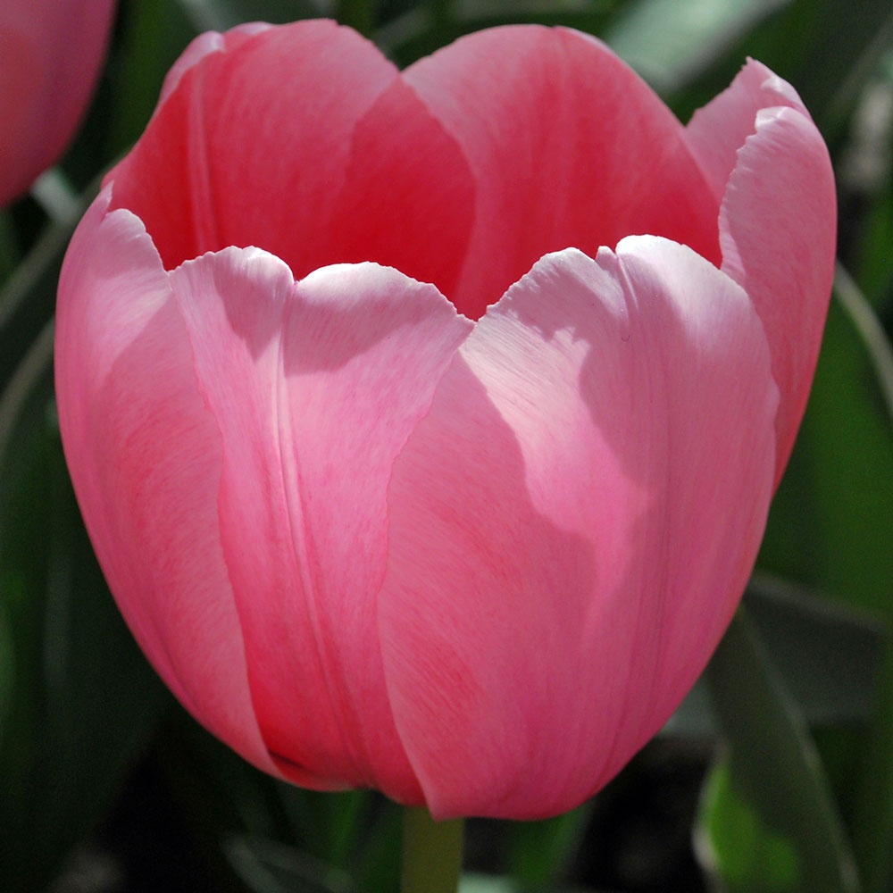 Tulipa 'Sweet Impression' - Rose Cottage Plants