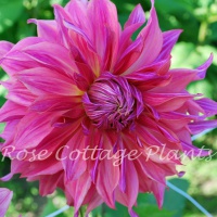 Dahlia 'Penhill Dark Monarch' AGM