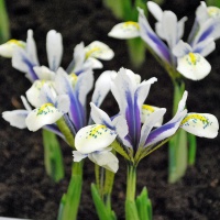 Iris reticulata 'Eye Catcher'