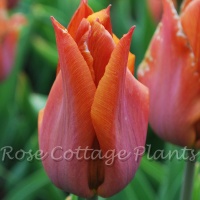 Tulipa 'Request'