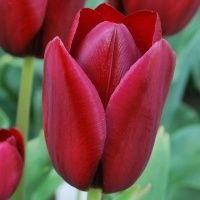 Tulipa 'National Velvet'