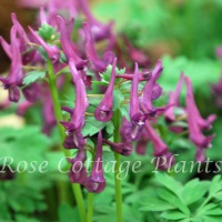 Corydalis 'Purple Bird'