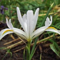 Iris reticulata 'White Caucasus'