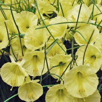 Narcissus  romieuxii 'Julia Jane'