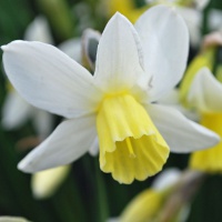 Narcissus 'Sailboat'