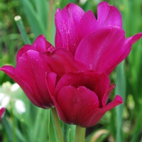 Tulipa 'Night Club'