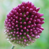 Allium sphaerocephalon