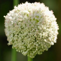 Allium 'White Cloud' ('Ping Pong')