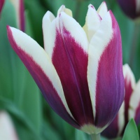 Tulipa 'Chansonette'