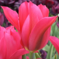 Tulipa 'Doll's Minuet'