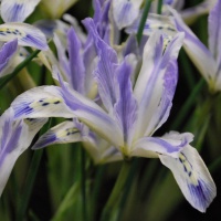 Iris reticulata Painted Lady