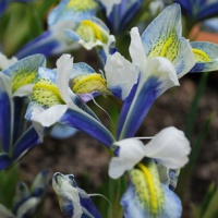 Iris reticulata 'Sea Breeze'