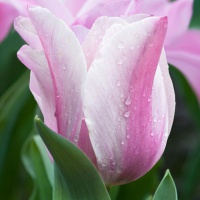 Tulipa 'Mistress Mystic'