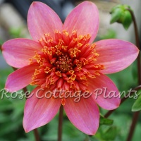 Dahlia 'Totally Tangerine' AGM