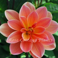 Dahlia 'Mister Frans' AGM