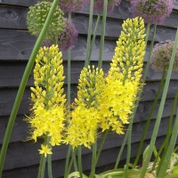 Eremurus stenophyllus AGM (syn. bungei)