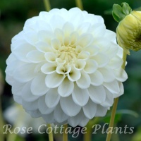 Dahlia 'Petra's Wedding'